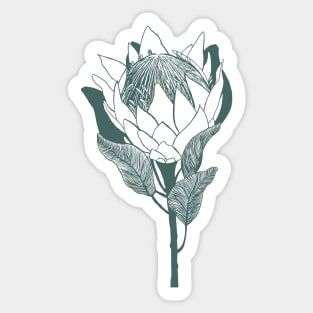 King protea flower Sticker